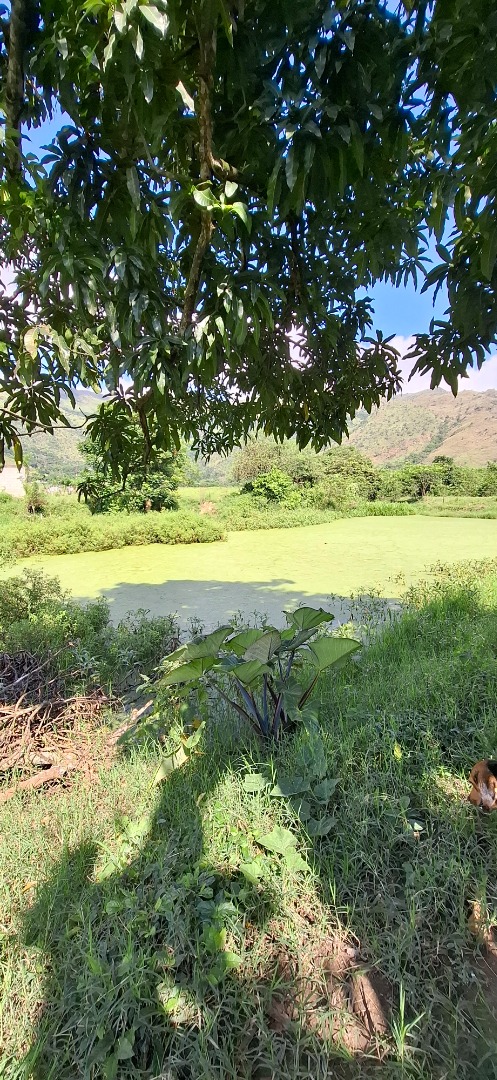 Finca o Hacienda en Venta en Asentamiento Campesino Colonia de Chirgua, Bejuma, Bejuma, Carabobo - Cod. 0010 | Veracasa Inmobiliaria - Imagen 3