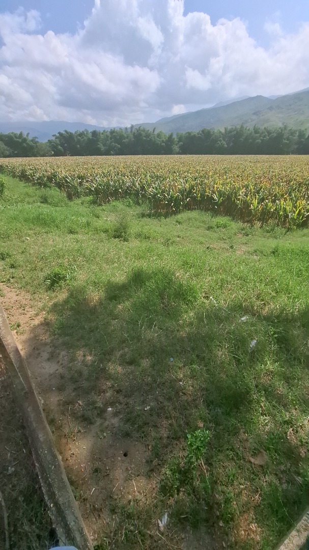 Finca o Hacienda en Venta en Asentamiento Campesino Colonia de Chirgua, Bejuma, Bejuma, Carabobo - Cod. 0010 | Veracasa Inmobiliaria - Imagen 4