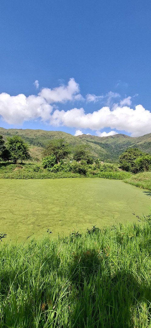 Finca o Hacienda en Venta en Asentamiento Campesino Colonia de Chirgua, Bejuma, Bejuma, Carabobo - Cod. 0010 | Veracasa Inmobiliaria - Imagen 9